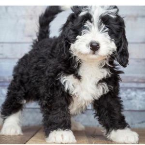 Meet your Posher, Niki